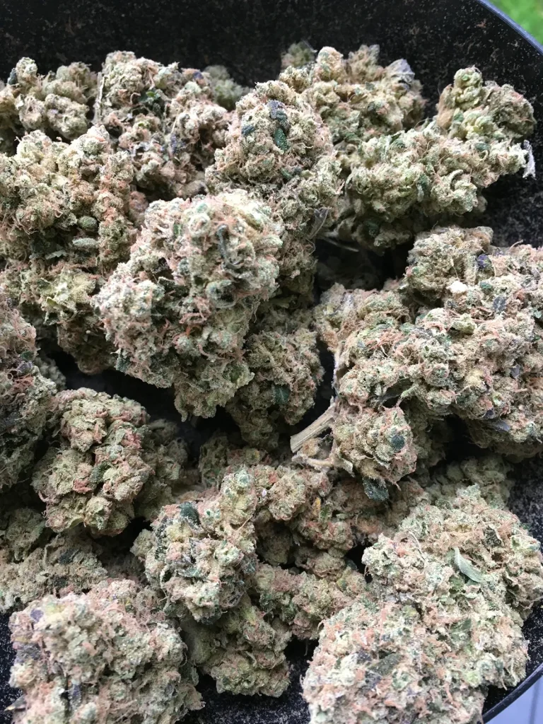 Western Star cannabis flower bulk harvest showing dense buds with heavy trichome coverage and consistent structure