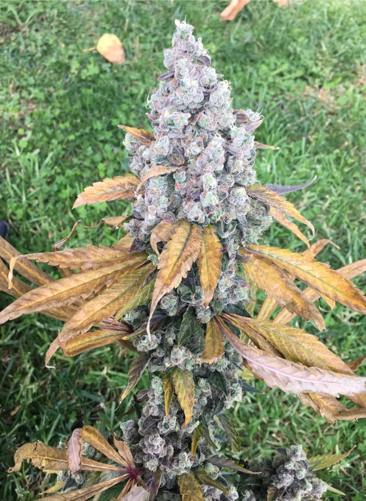 Western Star cannabis plant outdoor cola showing dense bud stacking with purple hues and late flower fade