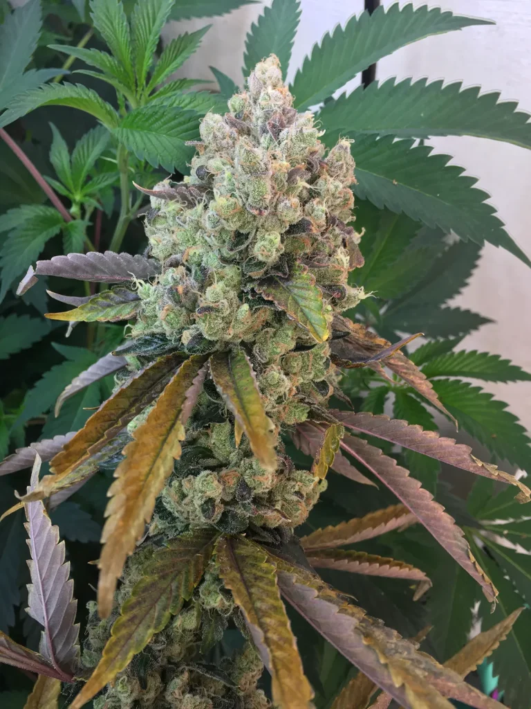 Western Star cannabis cola showing dense bud structure with heavy trichome coverage and late flower fade