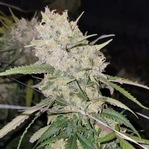 Super Silver Haze '98 clone-only cannabis strain flower close-up