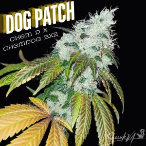 Dog Patch cannabis strain by Lucky Dog Seed Co, a hybrid of Chem D and Chemdog BX2, showing a resinous bud on a black background.