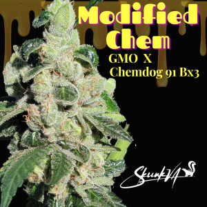 Modified Chem cannabis strain by Lucky Dog Seed Co, a GMO x Chemdog 91 Bx3 cross showing dense frosty trichomes and skunk lineage.