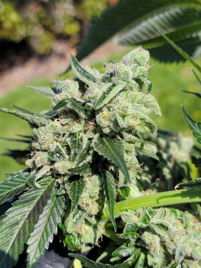 Modified Chem cannabis flower close-up showing heavy trichome production, a GMO x Chemdog 91 Bx3 hybrid by Lucky Dog Seed Co.