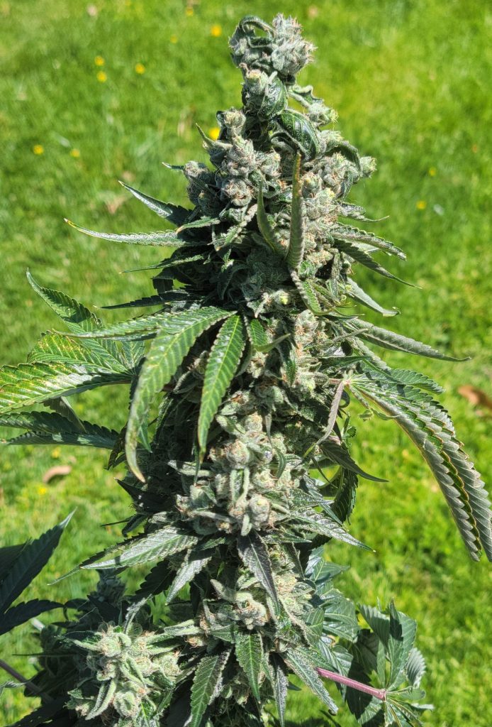 Indoor-grown Modified Chem cannabis flower by Lucky Dog Seed Co, featuring GMO x Chemdog 91 Bx3 lineage and heavy resin density.