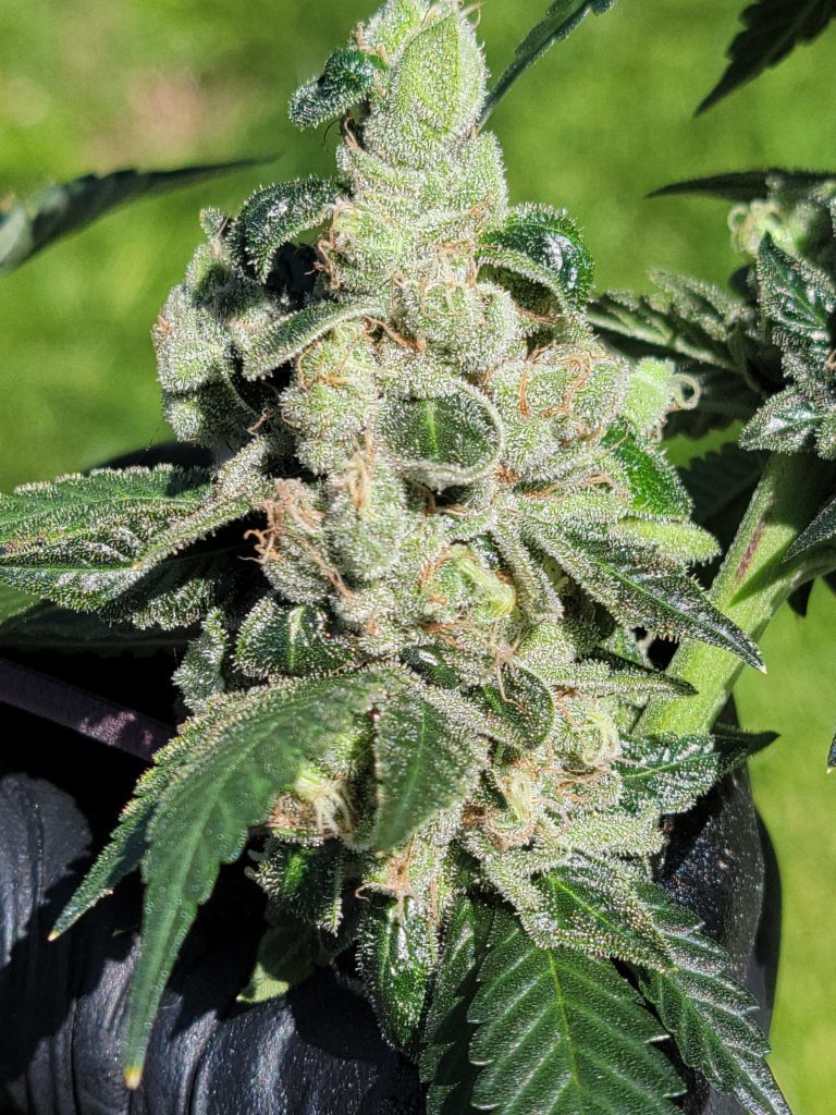 Modified Chem cannabis bud showing dense trichomes and GMO x Chemdog 91 Bx3 lineage, indoor grown by Lucky Dog Seed Co.