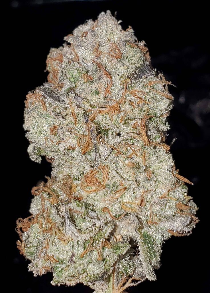 Frosty indoor-grown Modified Chem cannabis flower by Lucky Dog Seed Co, showcasing GMO x Chemdog 91 Bx3 resin density.