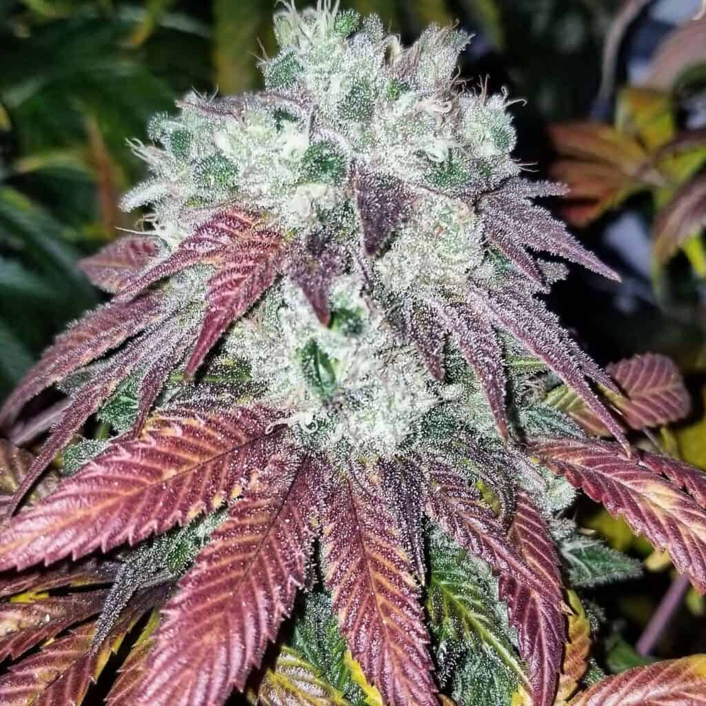 Close-up of an indoor Sunshine Biscuits terminal bud showing a solid silver sheet of trichomes over dark plum purple sugar leaves.