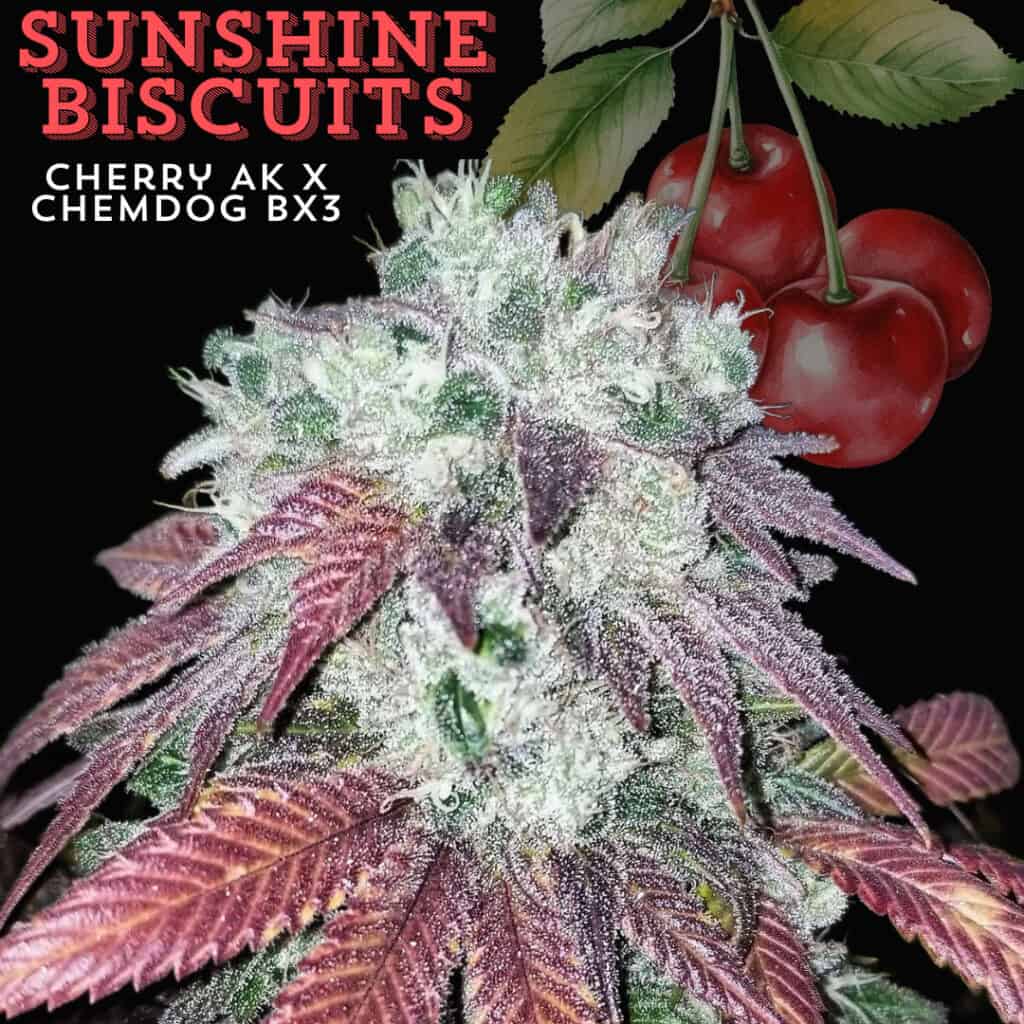 Strain graphic for Sunshine Biscuits regular seeds showing a highly resinous terminal bud with deep wine-red sugar leaves.