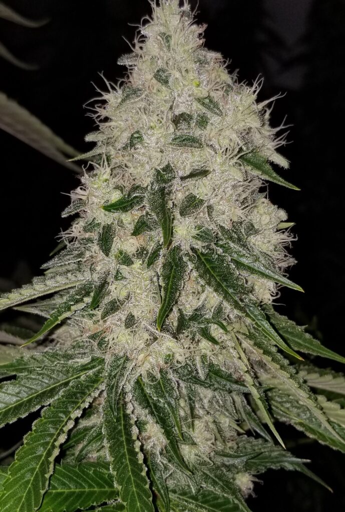 Dense frosted Bohemian Highway cannabis cola standing vertically