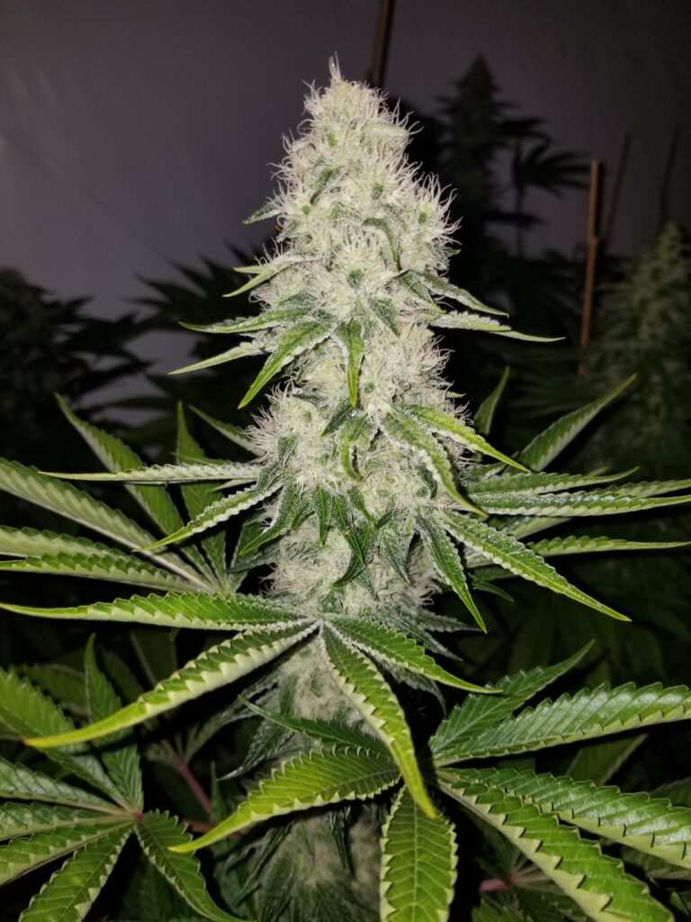 Frosty Bohemian Highway cannabis spear with a collar of green fan leaves