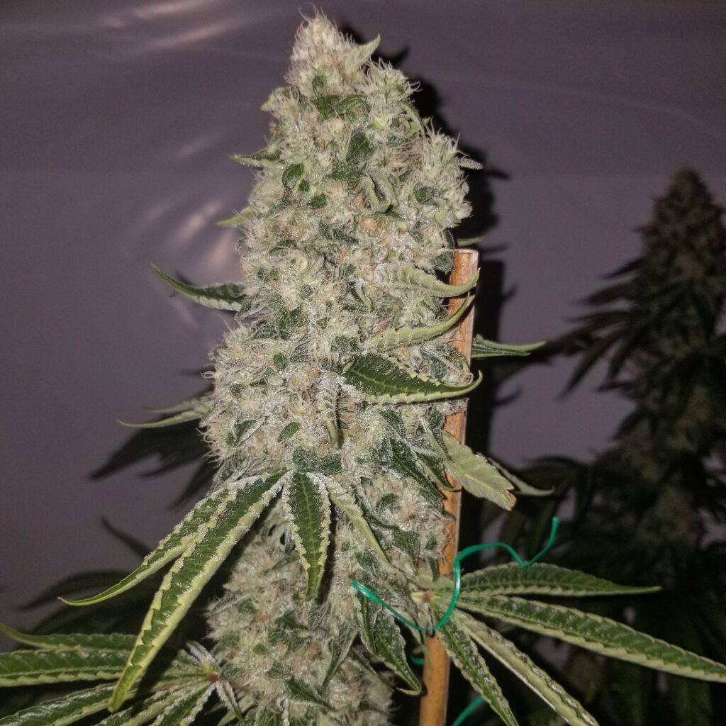 Staked frosty Bohemian Highway cannabis cola (OCC Kush x Chemdog 91 Bx3) indoors
