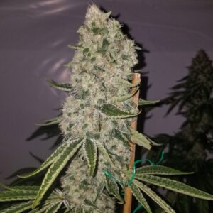 Staked frosty Bohemian Highway cannabis cola (OCC Kush x Chemdog 91 Bx3) indoors