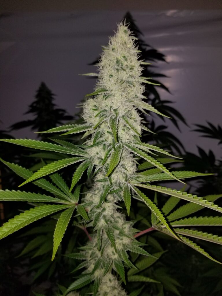 Tall white Bohemian Highway cannabis spear top in an indoor garden