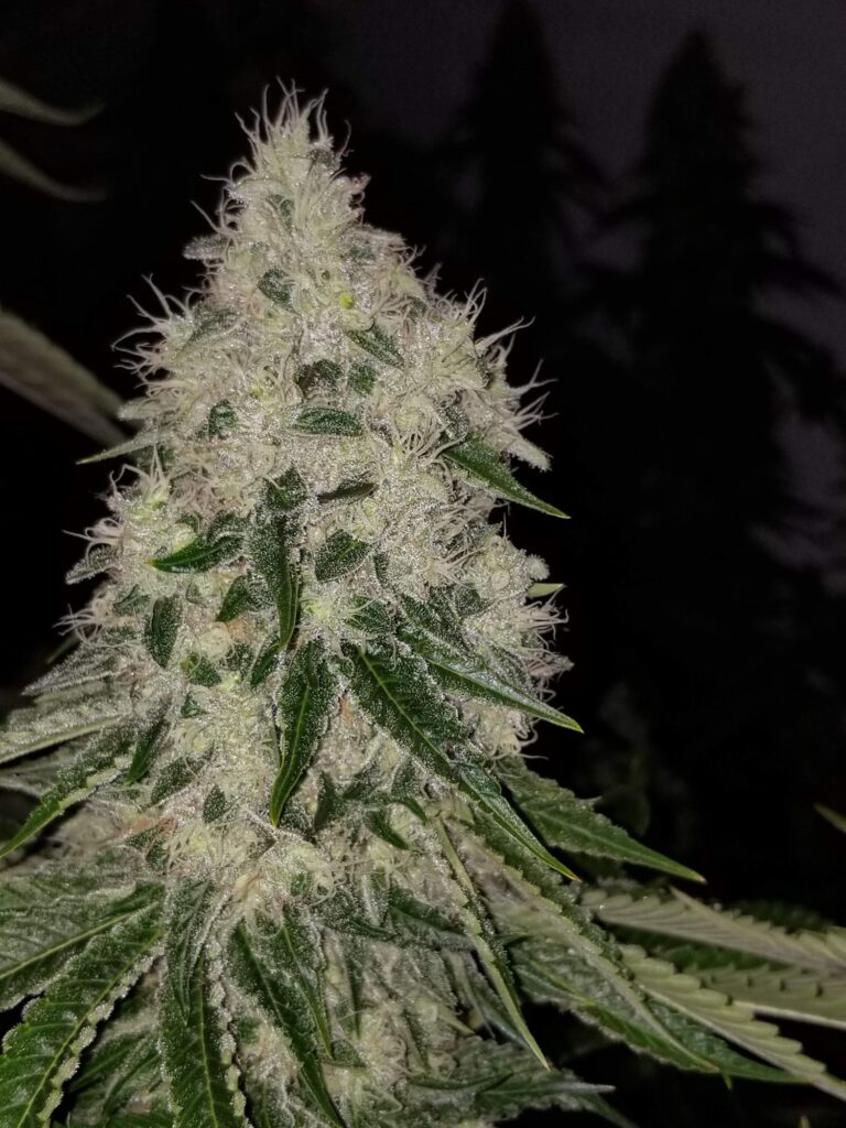 White-frosted Bohemian Highway cannabis spear cola at night