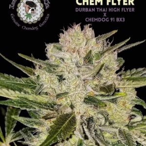Chem Flyer cannabis strain profile graphic showing a mature, resin-heavy flower with Durban Thai High Flyer x Chemdog 91 Bx3 lineage by Lucky Dog Seed Co.
