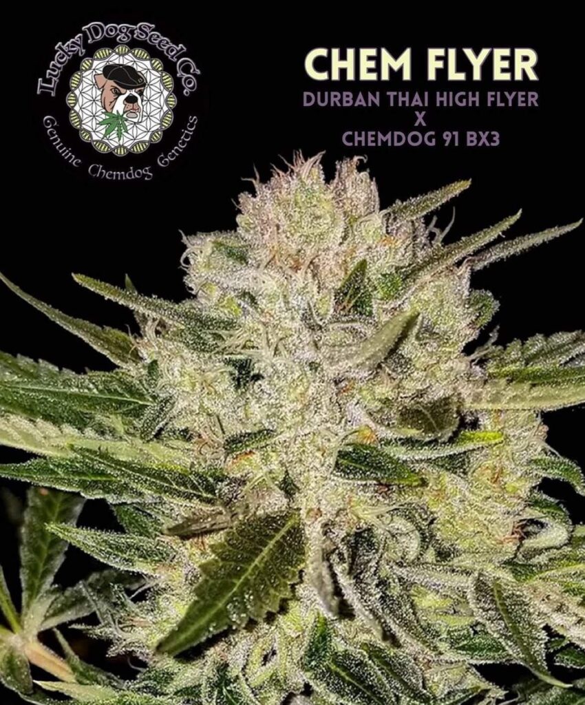 Chem Flyer cannabis strain profile graphic showing a mature, resin-heavy flower with Durban Thai High Flyer x Chemdog 91 Bx3 lineage by Lucky Dog Seed Co.