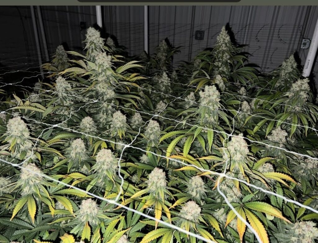 Chem Flyer cannabis canopy in full bloom under a trellis net, showcasing the strain's vigorous branching and heavy flower sites by Lucky Dog Seed Co.