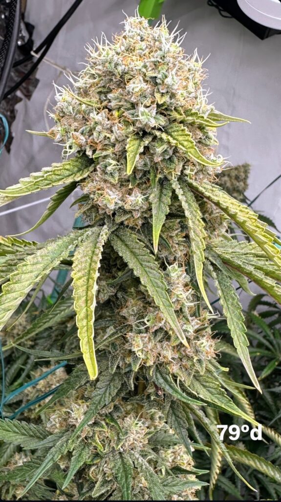 A close-up view of a mature Chem Flyer cannabis bud showcasing heavy resin coverage and dense flower structure, bred by Lucky Dog Seed Co.