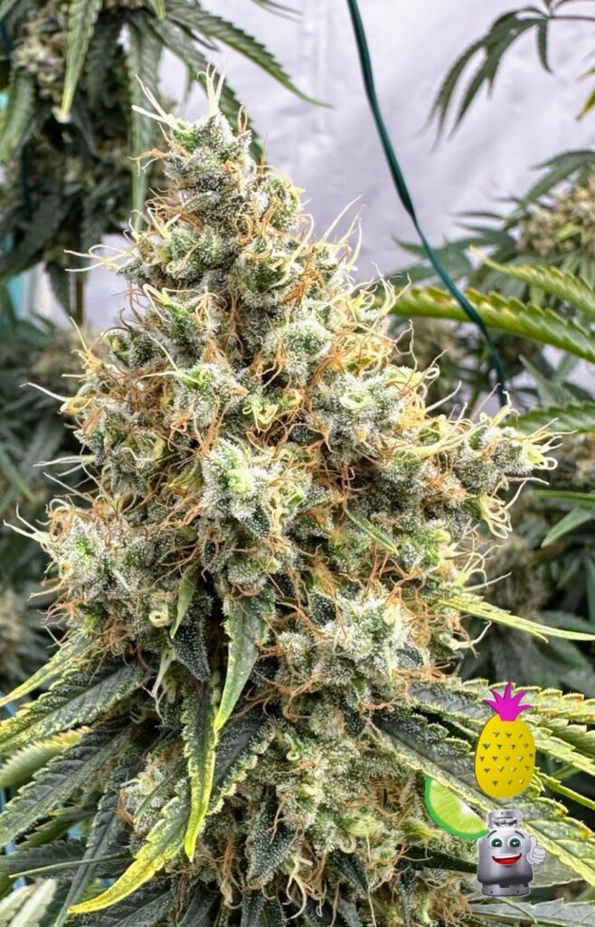 A close-up view of a mature, resin-rich Chem Flyer cannabis flower site, showcasing the intense trichome coverage and heavy bud structure bred by Lucky Dog Seed Co.