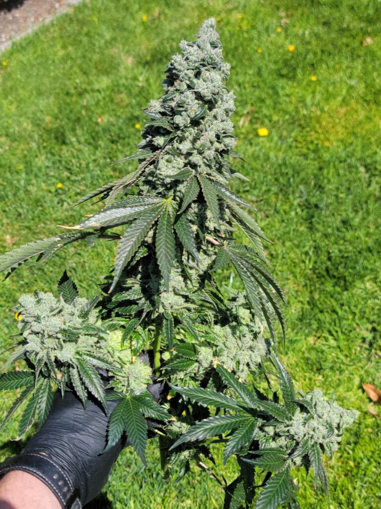 Gloved hand holding a full harvested Dog Roller cannabis branch outdoors