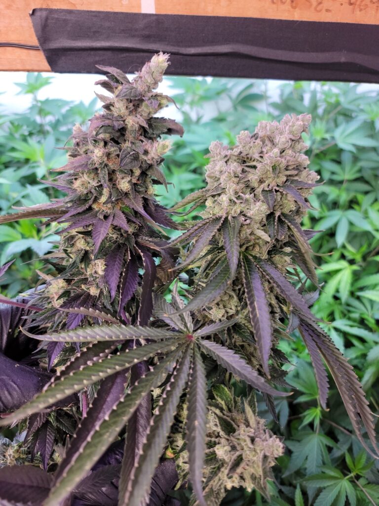Purple and green Dog Roller cannabis colas in an indoor canopy