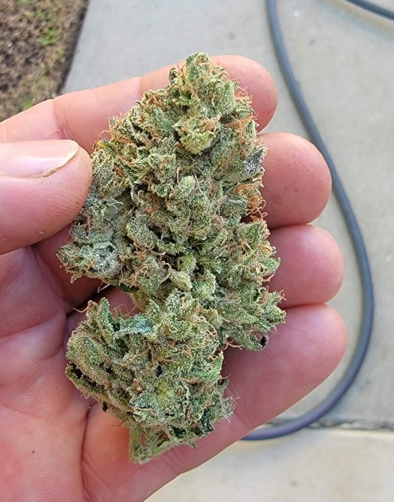 Hand holding a large frosty Frictrix strain cannabis bud showing heavy trichome coverage.