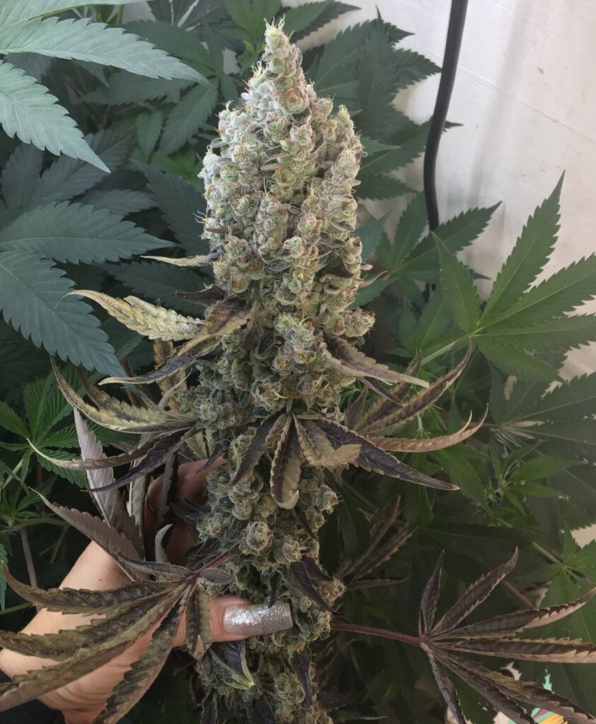 Flowering Frictrix strain cannabis plant featuring dark aubergine leaves and dense trichome-covered colas.