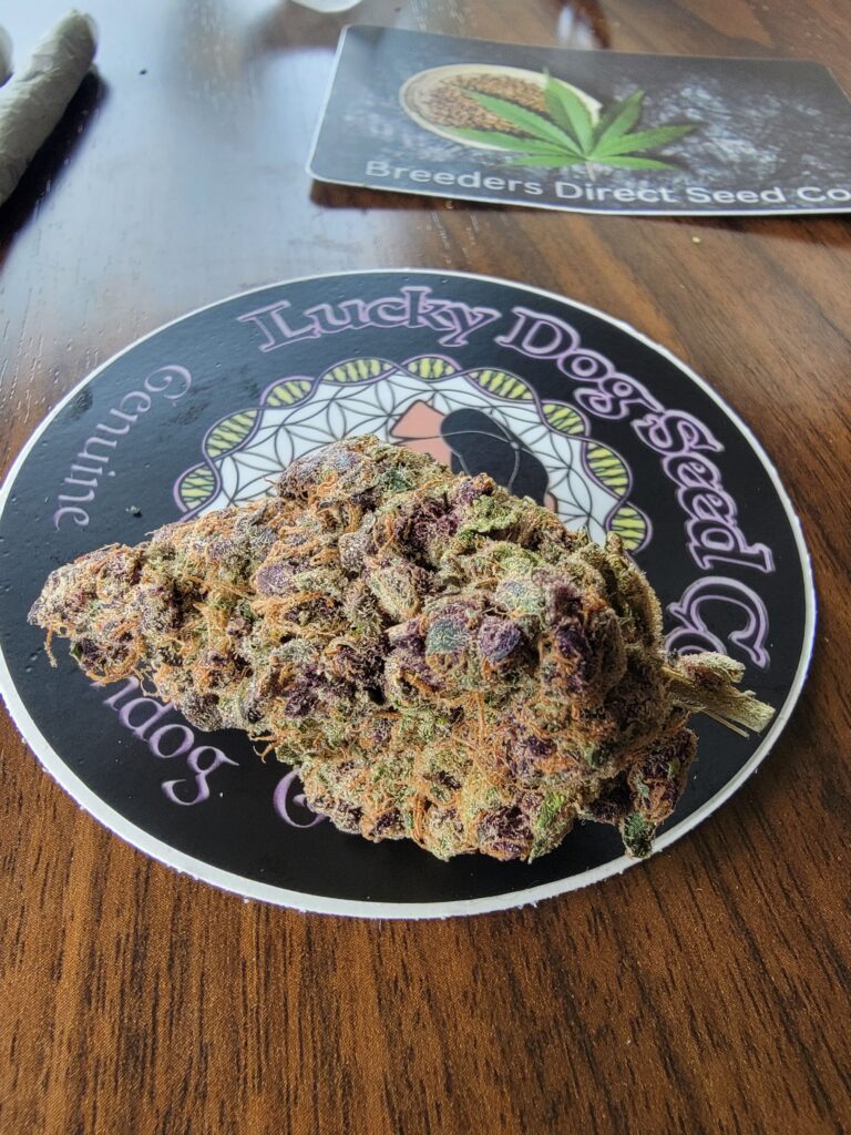Cured Frictrix strain cannabis bud (Apple Fritter x Chemdog 91 Bx3) with purple accents and heavy trichomes.