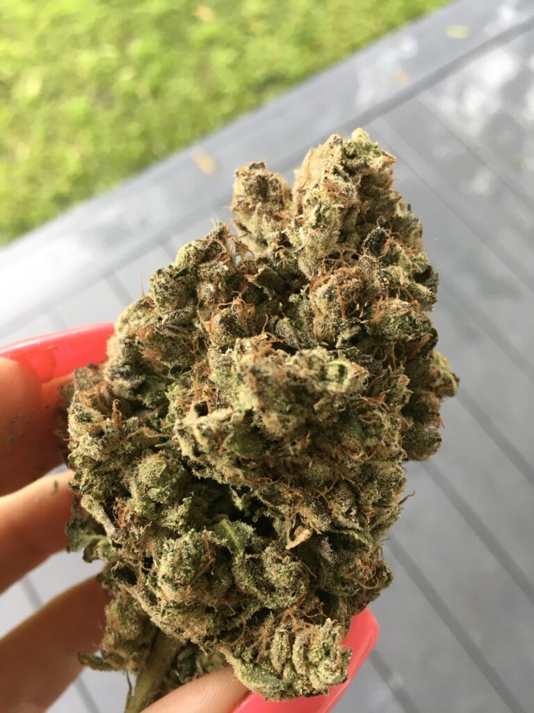 Cured Goji Dog cannabis nug held in hand showing dense structure