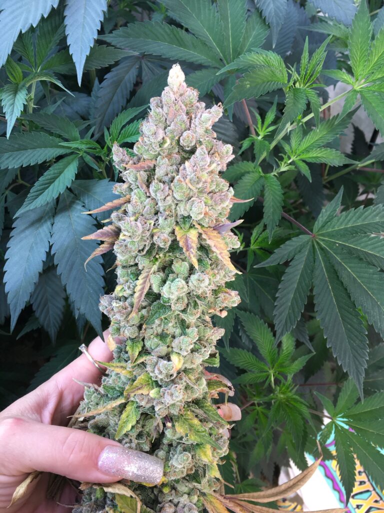 Tall pink-tinged Goji Dog cannabis cola against green canopy leaves