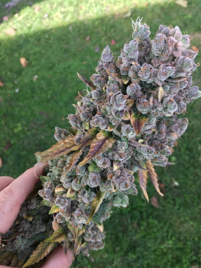 Purple berry-toned Goji Dog cannabis cola held at harvest