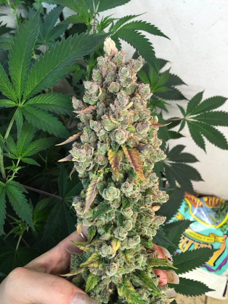 Hand holding a pink-purple stacked Goji Dog cannabis cola in the garden