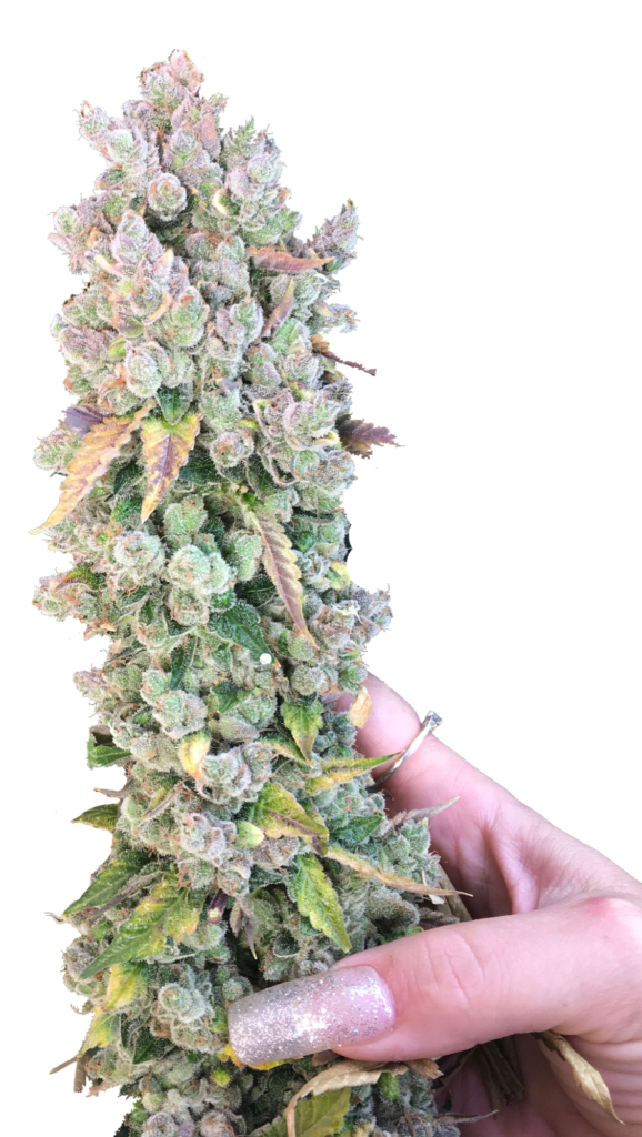 Hand holding a long frosty Grand Master Chem cannabis cola, cutout on white