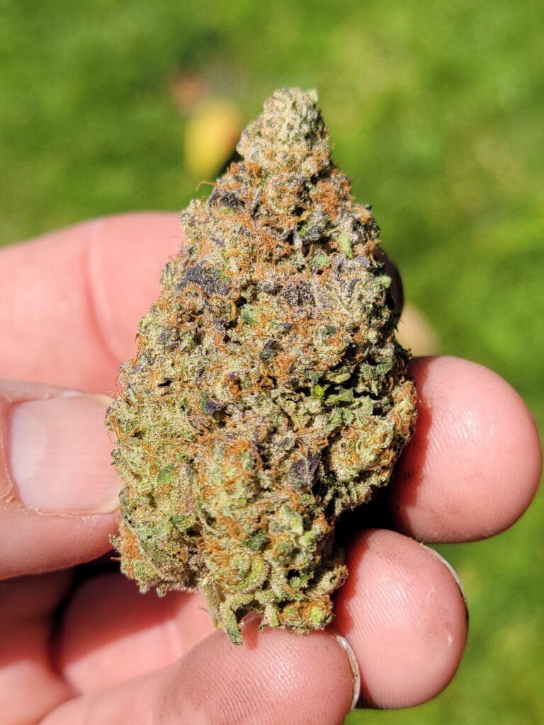 Fingers holding a dense Grand Master Chem cannabis nug in outdoor sunlight