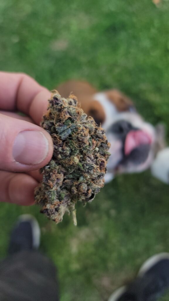 Hand holding a Grand Master Chem cannabis nug with the Lucky Dog bulldog mascot in the background