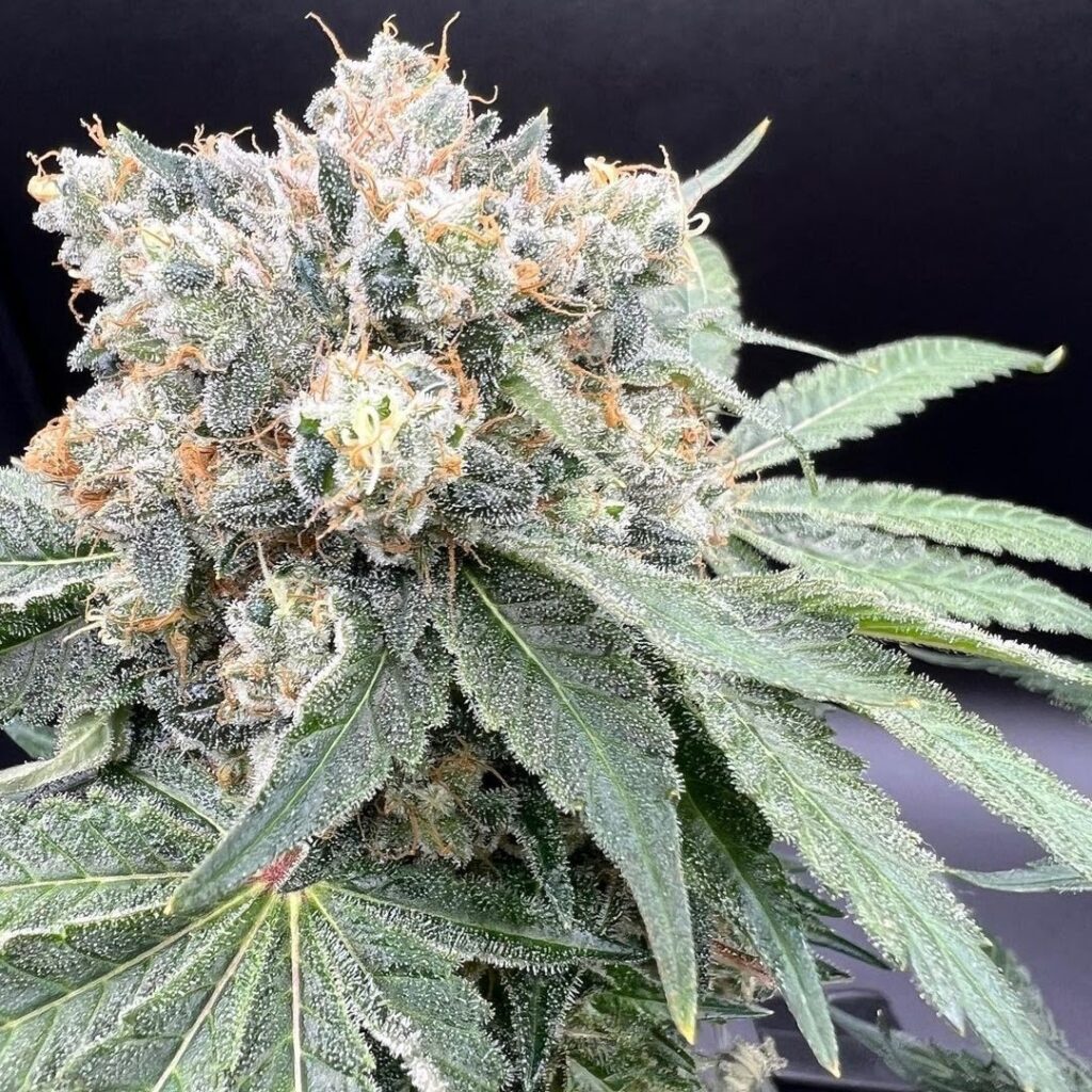 Hunza Valley 91 cannabis cola coated in trichomes with orange pistils on a black background