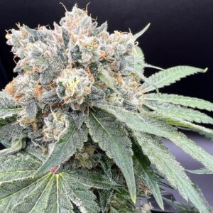 Hunza Valley 91 cannabis cola coated in trichomes with orange pistils on a black background