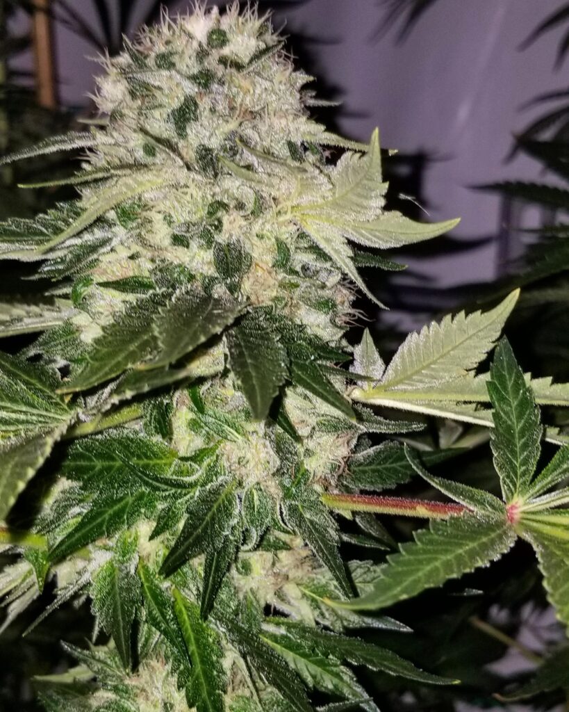 Hunza Valley 91 cannabis plant in late flower with frosted buds and broad fan leaves