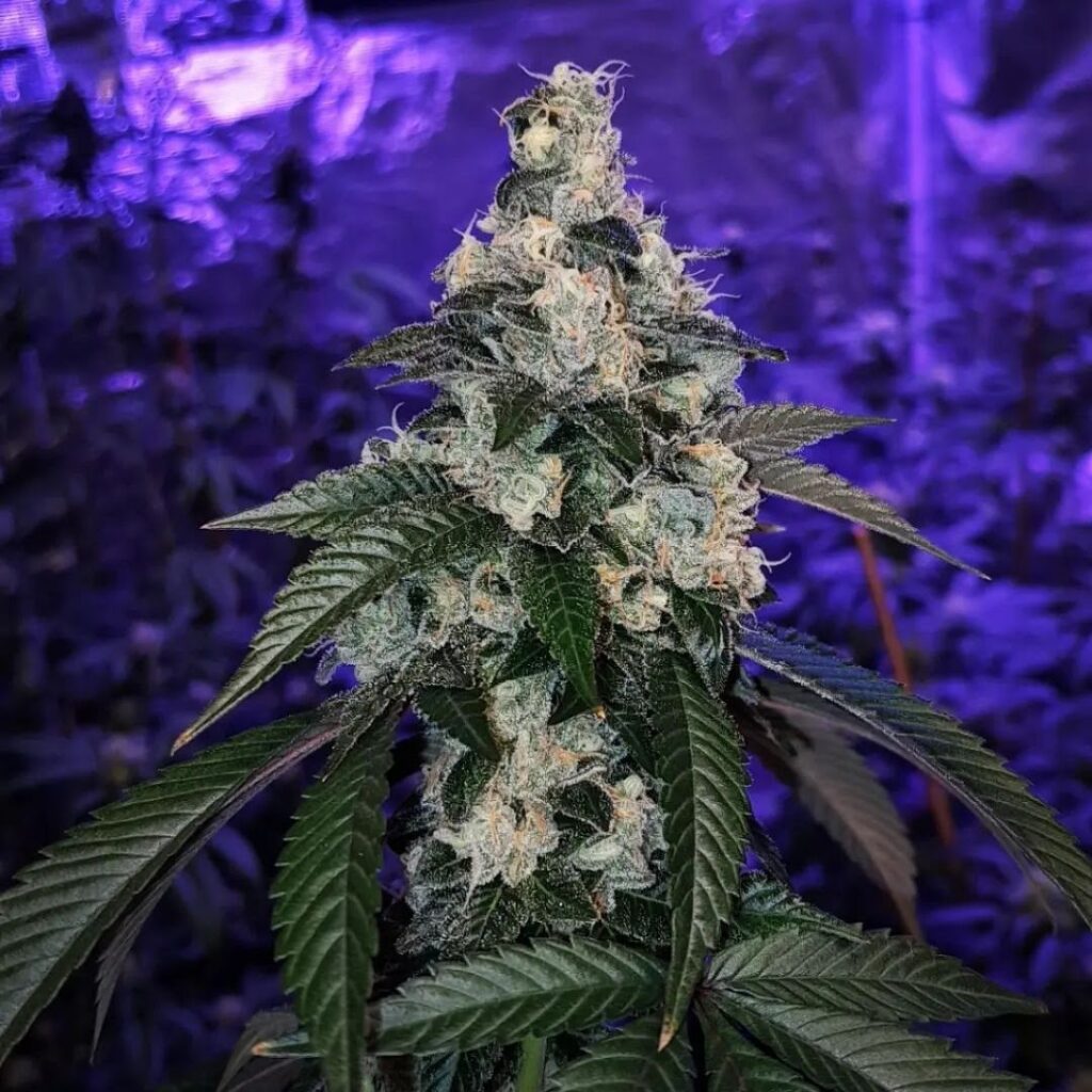A close-up of a frosty Diesel Therapy cannabis bud under cultivation lights, showcasing heavy trichome density inherited from its East Coast Sour Diesel x Chemdog 91 Bx3 lineage by Lucky Dog Seed Co.