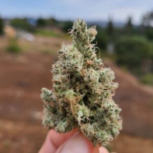 A hand holding a frosty Diesel Therapy cannabis bud against an outdoor hillside background, showcasing the resin production of this East Coast Sour Diesel x Chemdog 91 Bx3 cross by Lucky Dog Seed Co.