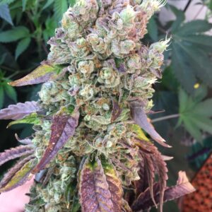 Frosty Mazard cannabis cola (Headband x Chemdog 91 Bx3) with purple leaf accents