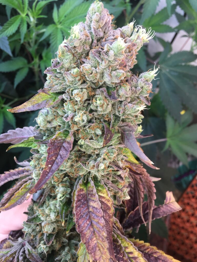 Frosty Mazard cannabis cola (Headband x Chemdog 91 Bx3) with purple leaf accents