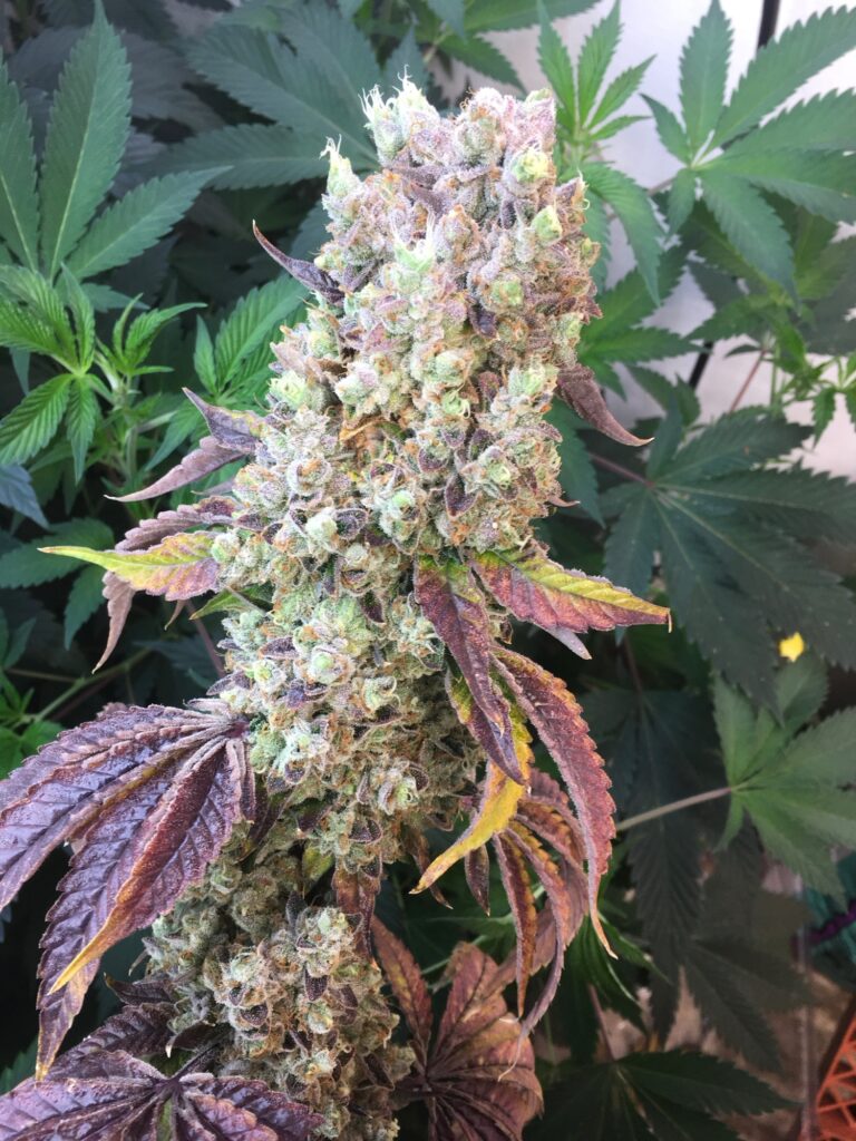 Standing Mazard cannabis cola with purple leaves in a garden canopy