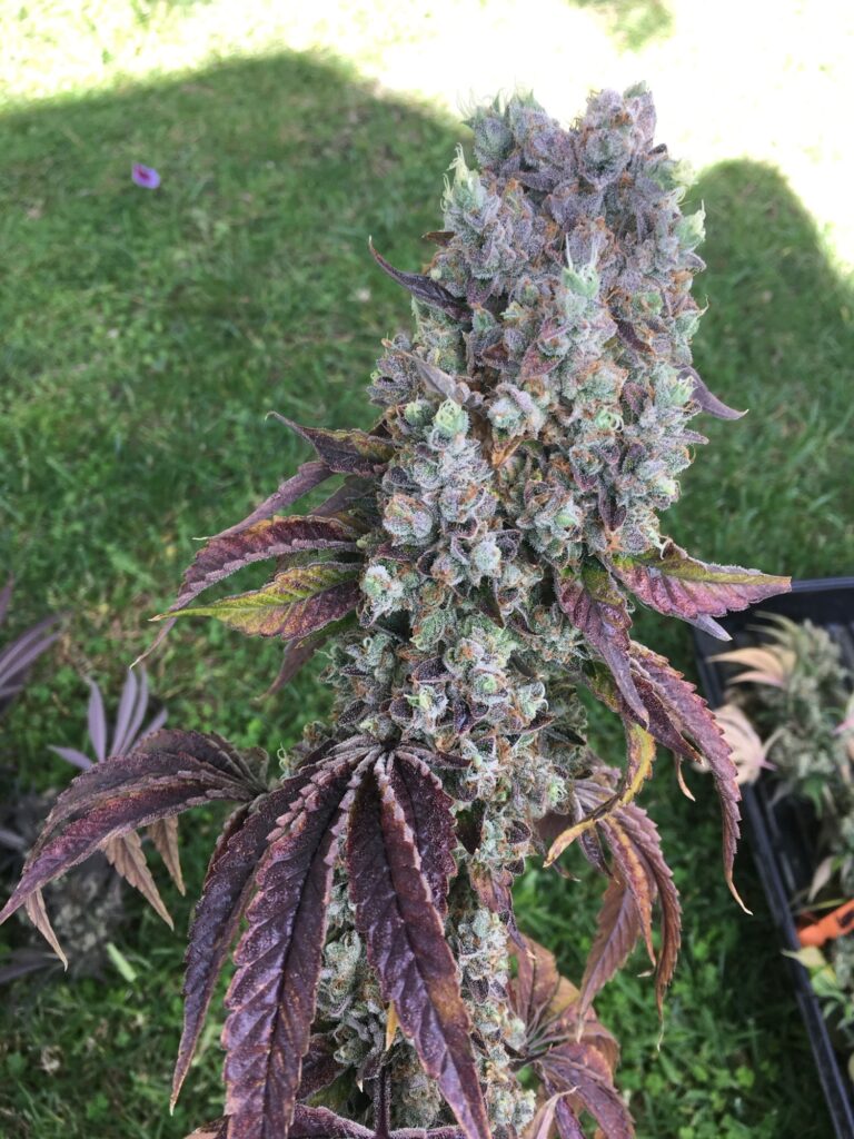 Mazard cannabis cola with deep purple fan leaves growing outdoors