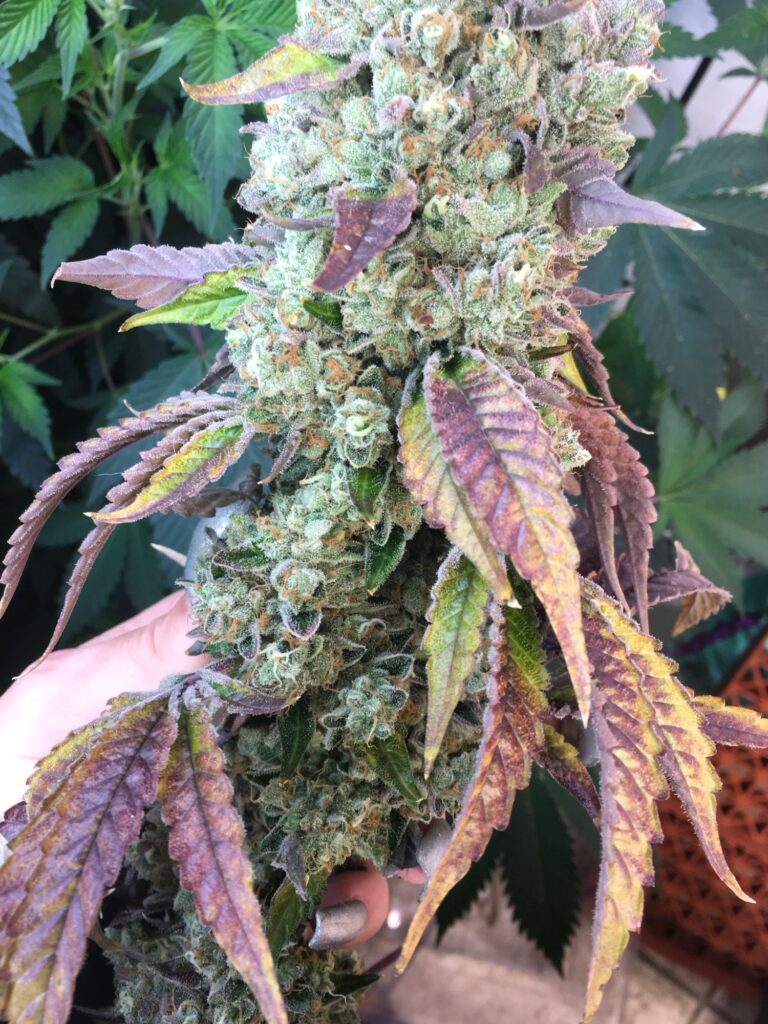 Hand holding a thick Mazard cannabis cola with purple leaves