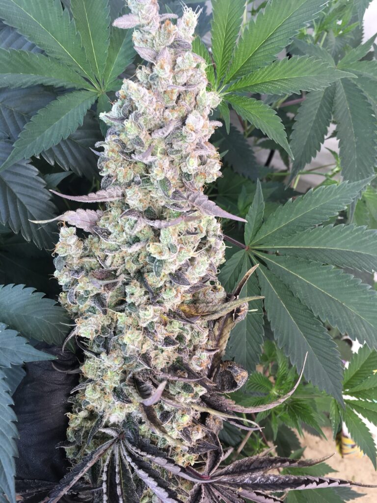 Old Yogo cannabis cola with dark purple leaves standing in a green canopy