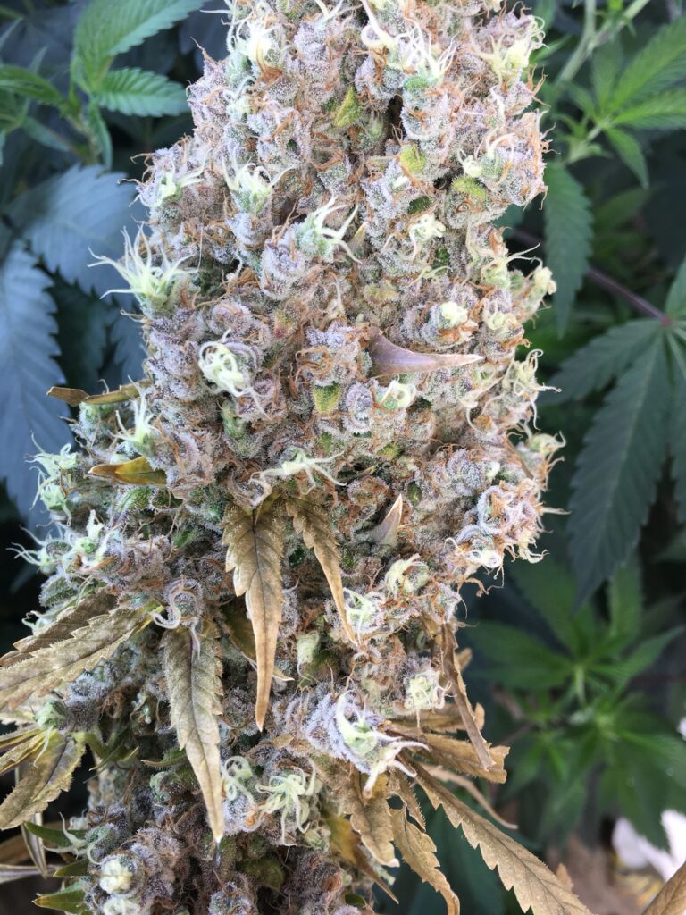 Dense chunky Old Yogo cannabis cola close-up with amber pistils
