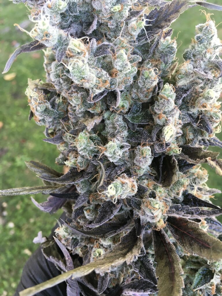 Macro of frosty Old Yogo cannabis flowers with purple sugar leaves