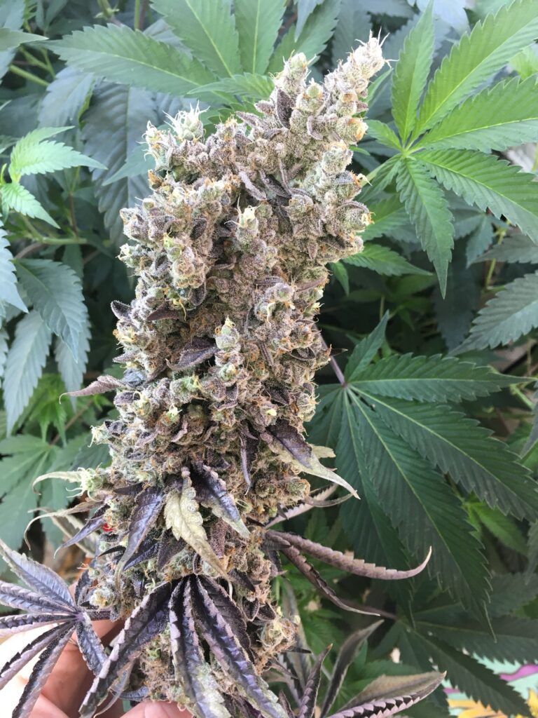 Purple-leafed Old Yogo cannabis cola in the garden