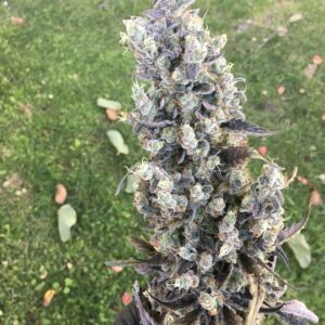 Sapphire-purple Old Yogo cannabis cola (Yogo Sapphire x Chemdog 91 Bx3) standing at harvest